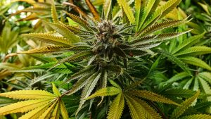 Colorado marijuana dispensaries that ship nationwide